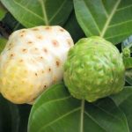 Obat Gondongan Alami