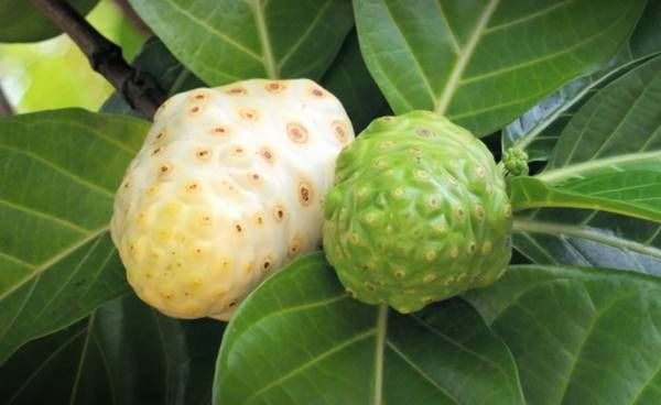 Obat Gondongan Alami Obat Gondongan Alami