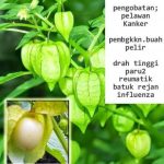 Buah Obat Batuk