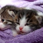 Obat Untuk Kucing Flu