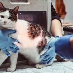 Cara Mengobati Kucing Flu Dengan Bahan Alami