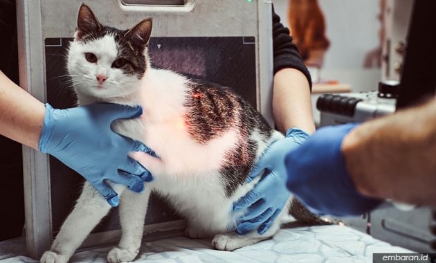 Mengobati Kucing Flu Mengobati Kucing Flu