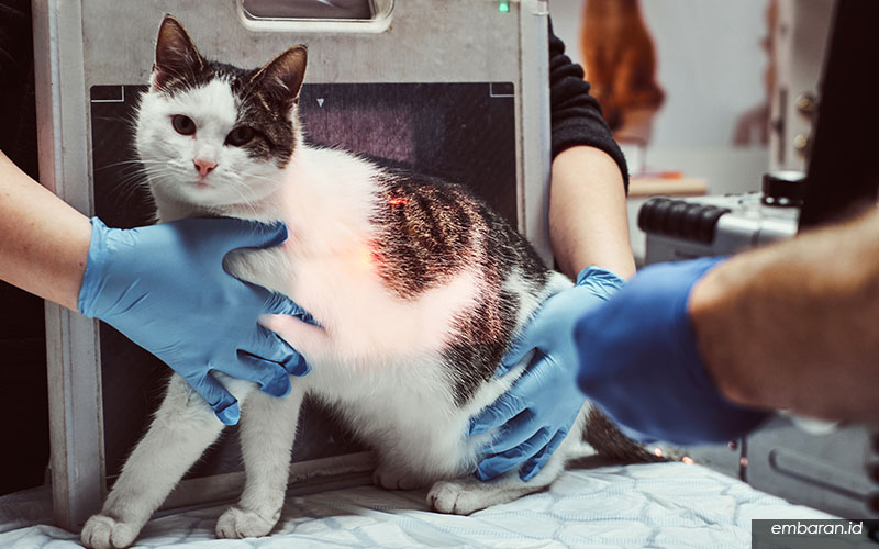 Cara Mengobati Kucing Flu Dengan Bahan Alami