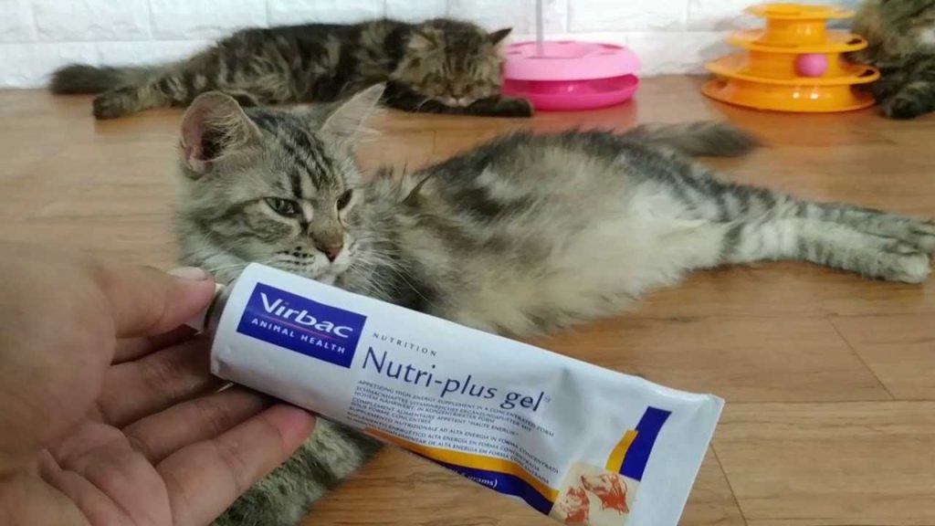 Obat Mencret Kucing