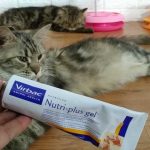 Obat Mencret Kucing