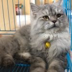 Mengobati Kucing Mencret