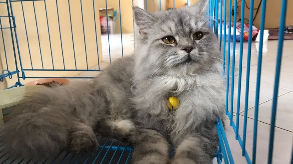 Mengobati Kucing Mencret Mengobati Kucing Mencret