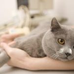 Cara Mengobati Kucing Muntah