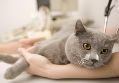 Cara Mengobati Kucing Muntah