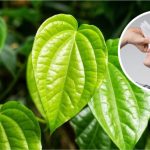 Cara Mengobati Polip Hidung Dengan Daun Sirih