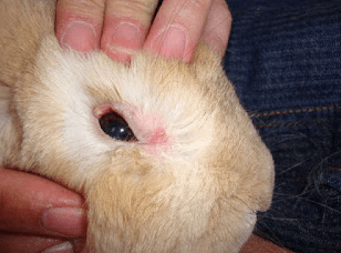 Mengobati Mata Belekan