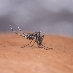 Pengobatan Demam Berdarah Pengobatan Demam Berdarah