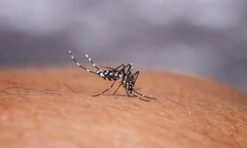 Pengobatan Demam Berdarah Pengobatan Demam Berdarah