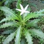 Bunga Kitolod Untuk Obat Mata