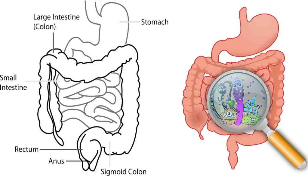 Obat Gangguan Pencernaan