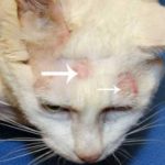 Obat Jamur Pada Kucing