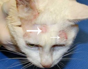 Obat Jamur Pada Kucing