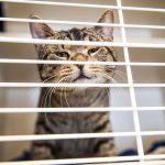 Merk Obat Jamur Merk Obat Jamur