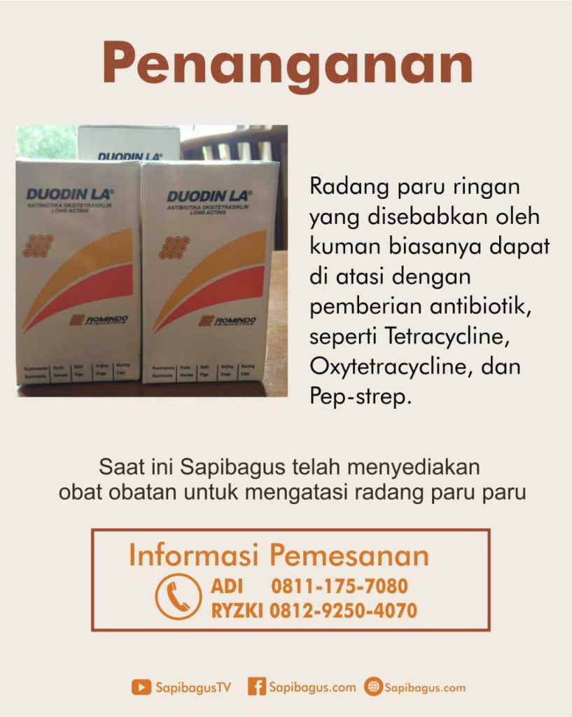 Obat Radang Paru Paru Obat Radang Paru Paru