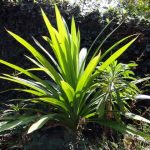 Tumbuhan Lumut Yang Dimanfaatkan Sebagai Tumbuhan Obat Adalah