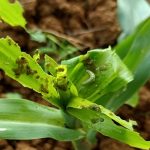 Obat Kaper Pada Padi