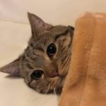 Cara Memberi Obat Cacing Pada Kucing