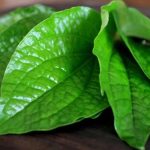 Tanaman Obat Syaraf Kejepit