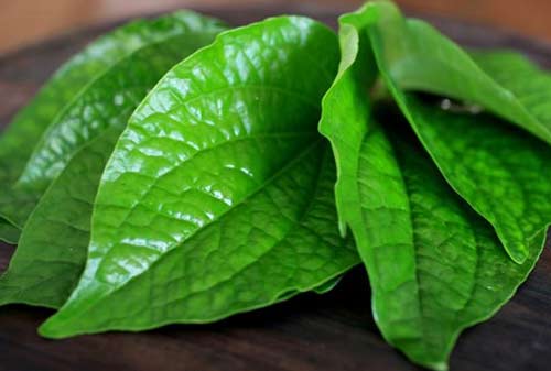 Tanaman Obat Syaraf Kejepit