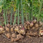 Tanaman Obat Asam Urat Dan Rematik