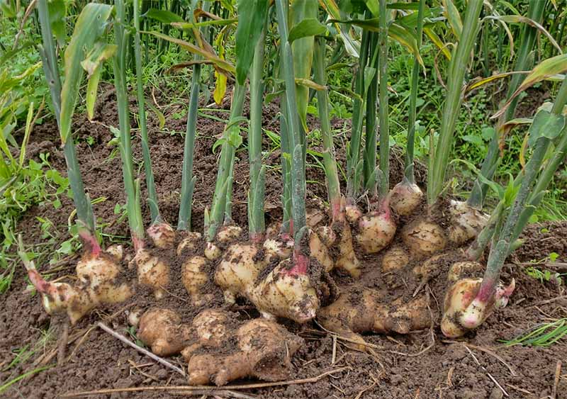 Tanaman Obat Asam Urat Dan Rematik Tanaman Obat Asam Urat Dan Rematik