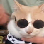 Asuransi Kucing Asuransi Kucing