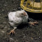 Cara Mengobati Ayam Lumpuh Dengan Bawang Putih