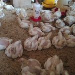 Cara Mengobati Ayam Ngorok