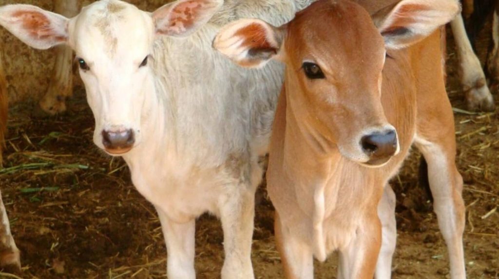 Cara Mengobati Cantengan Dengan Bawang Putih