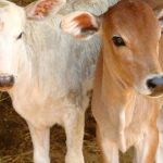 Cara Mengobati Cantengan Dengan Bawang Putih