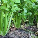 Jenis Tanaman Obat Keluarga Dan Kegunaannya