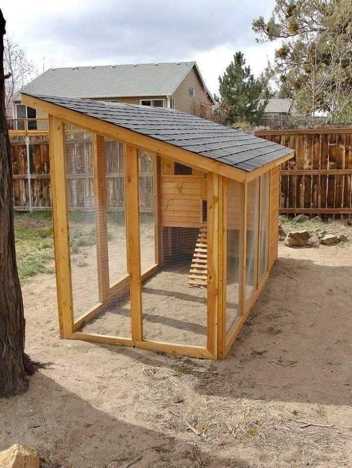 Desain Kandang Ayam Petelur Rumahan