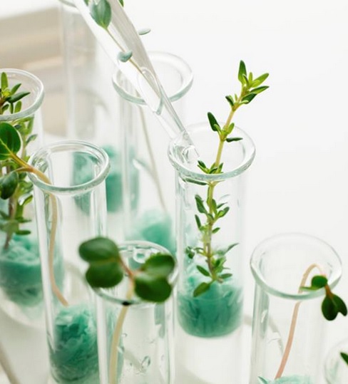 Macam Macam Tanaman Obat Dan Khasiatnya