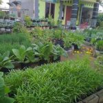 Desain Kebun Sayur Belakang Rumah Desain Kebun Sayur Belakang Rumah