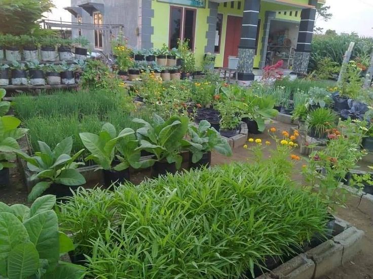 Desain Kebun Sayur Belakang Rumah