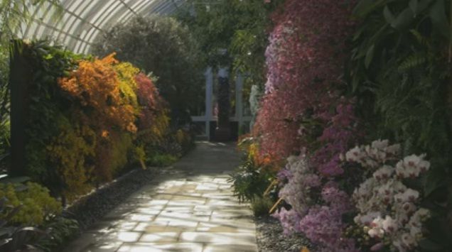 Desain Taman Anggrek Di Rumah