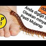 Obat Digigit Lipan Obat Digigit Lipan