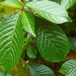 Manfaat Obat Keji Beling