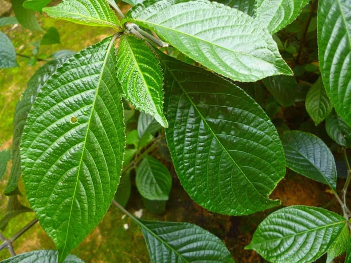 Manfaat Obat Keji Beling