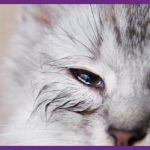 Cara Mengobati Telinga Berair