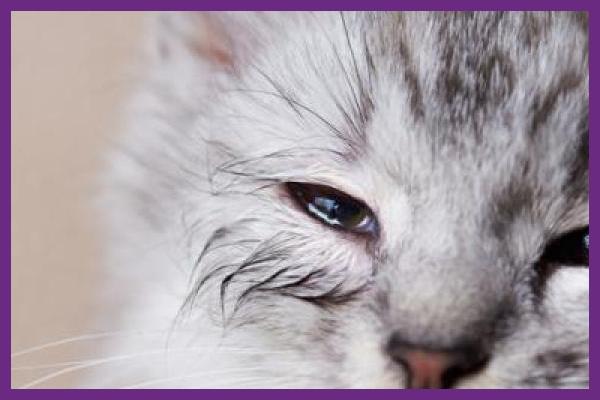 Cara Mengobati Telinga Berair Cara Mengobati Telinga Berair