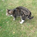 Pemberian Obat Cacing Pada Kucing