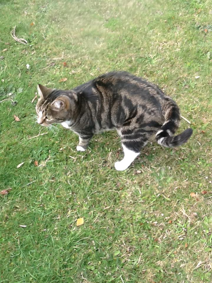 Pemberian Obat Cacing Pada Kucing