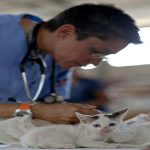 Cara Mengobati Kucing Yang Sakit Tidak Mau Makan