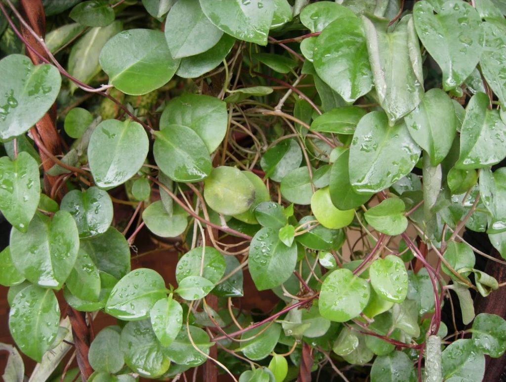 Tanaman Obat Kolesterol